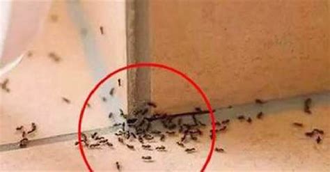 螞蟻聚集 冷氣跟床的位置